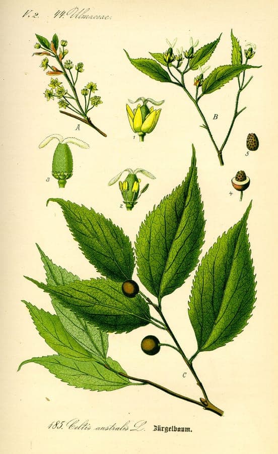 European hackberry tree in full growth with pale green flowers in spring