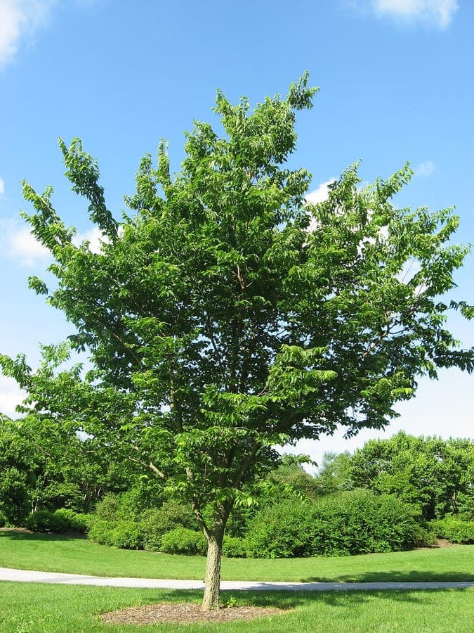 Northern hackberry in autumn with yellow leaves and small purple fruits