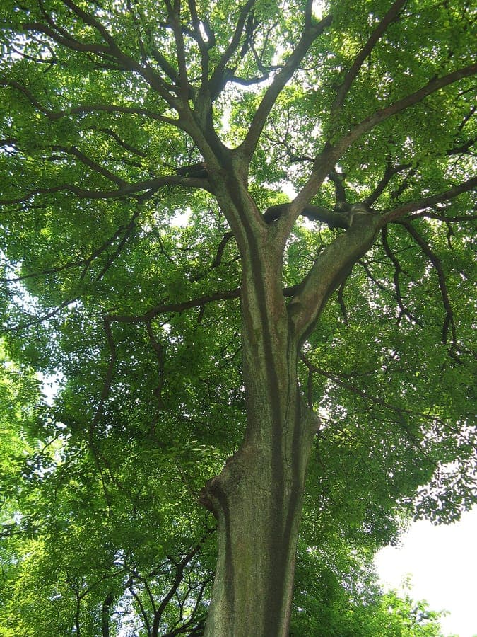 Chinesischer Zuergelbaum Celtis sinensis