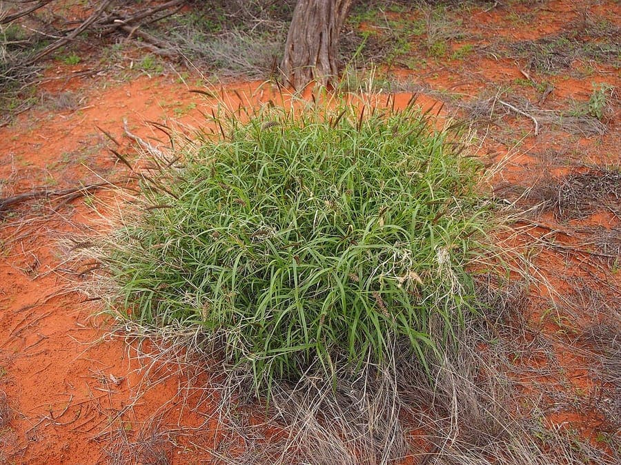 Buffelgrass plumes and leaves in growing state