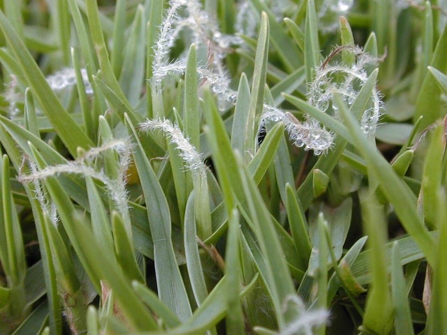 Cenchrus clandestinus Kikuyu grass