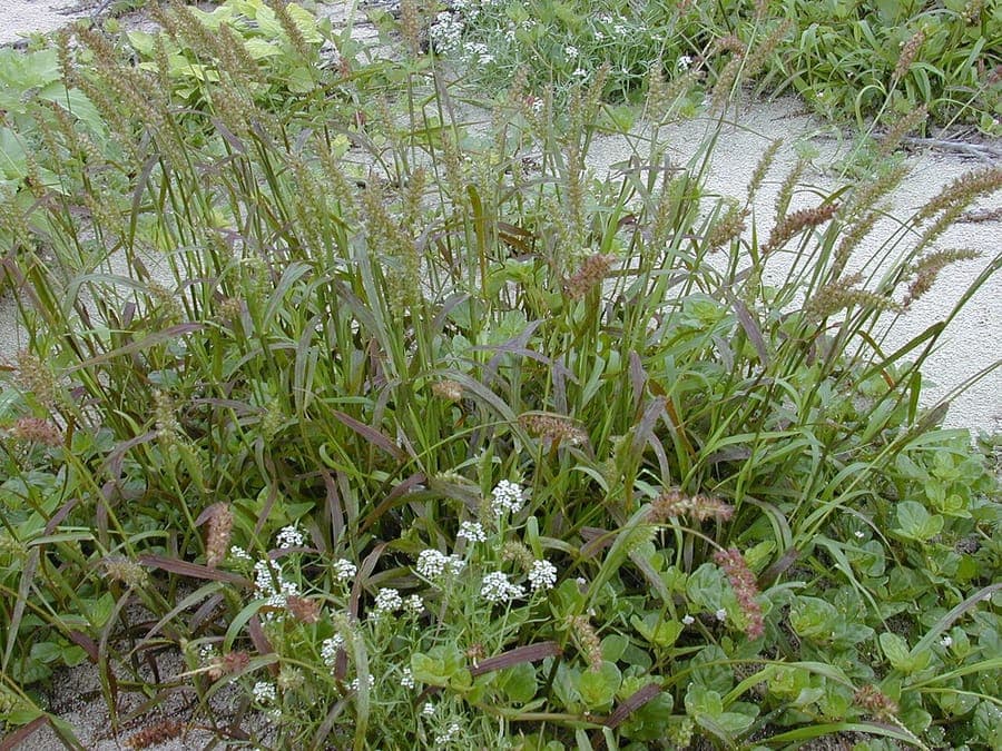 Cenchrus echinatus mit charakteristischen scharfstacheligen Samenkopfen