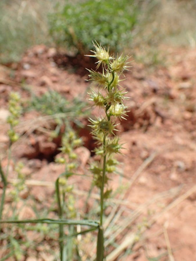 Cenchre à épines longues (Cenchrus longispinus) avec longs épis de graines épineux