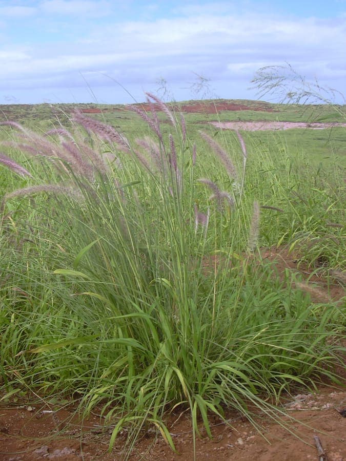 Fountain grass with characteristic silky plumes in full bloom