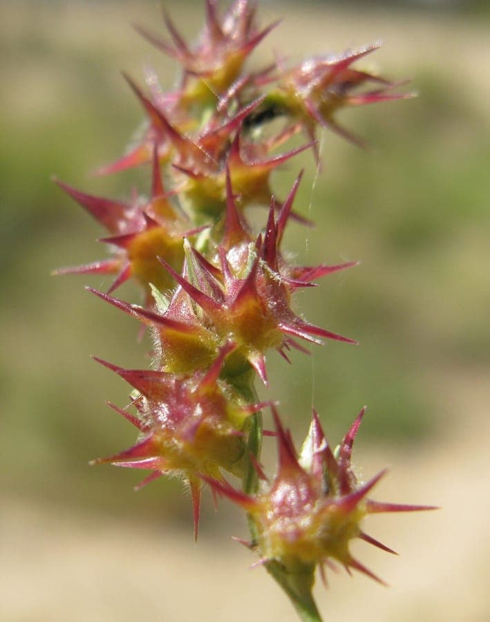Field sandbur with spiky seed heads at full length