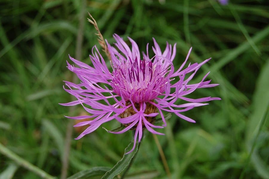 Centaurea aspera met paarse bloeiwijzen in mediterraan landschap