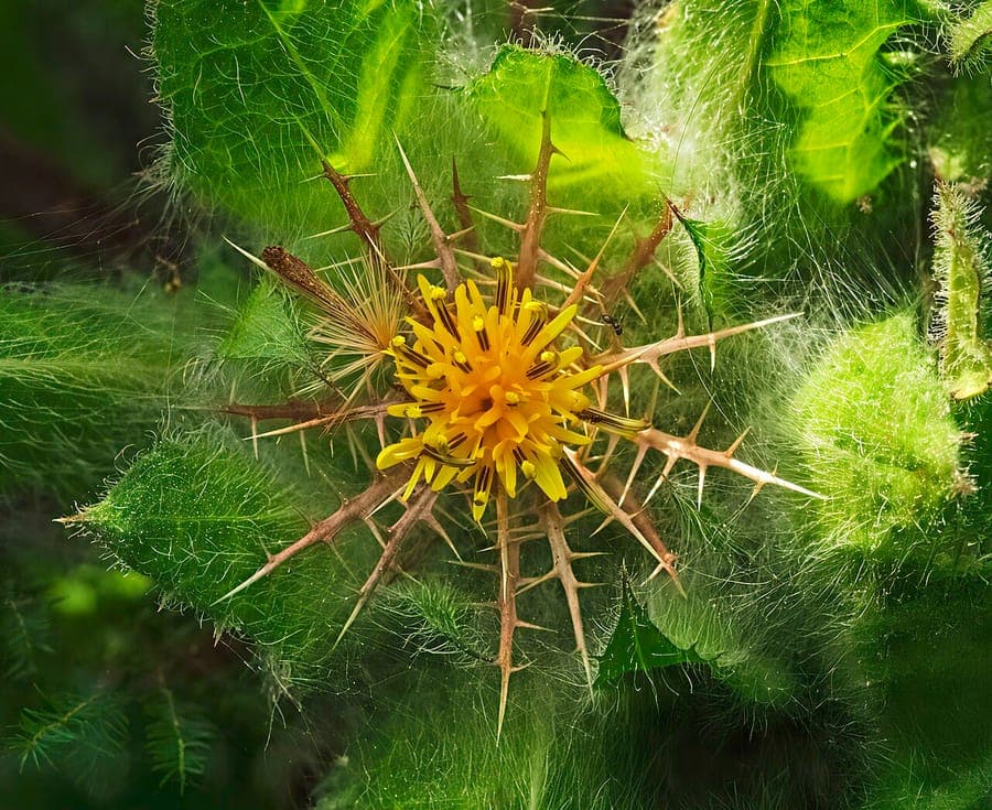 Blessed thistle with golden flower heads in a dry, sunny border
