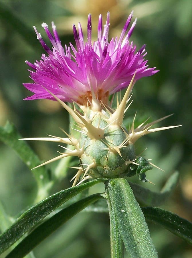 Red star-thistle with purple flowers surrounded by characteristic spines
