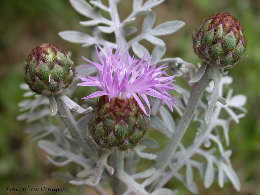 Centaurea cineraria with silvery-gray foliage and yellow flowers