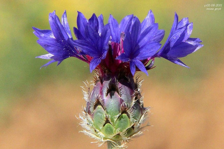 Centaurea depressa low cornflower with vivid blue flowers on a sunny dry border