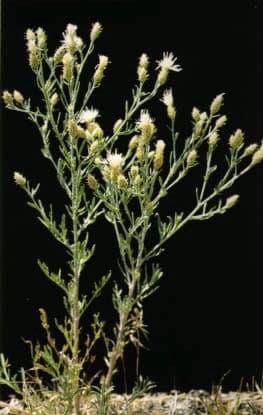 Centaurée diffuse en pleine floraison dans une prairie sèche, avec des abeilles et des papillons