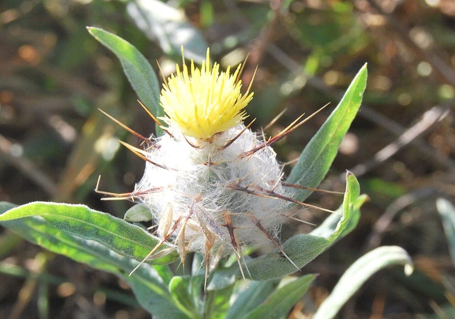 Wol-Flockenblume met paarse bloem