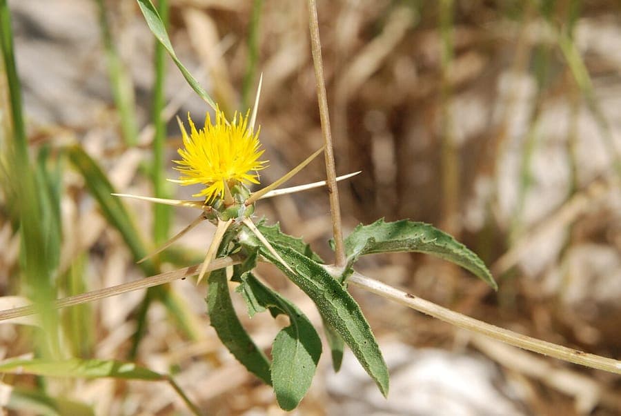 Centaurea hyalolepis with blue flowers and characteristic transparent bracts