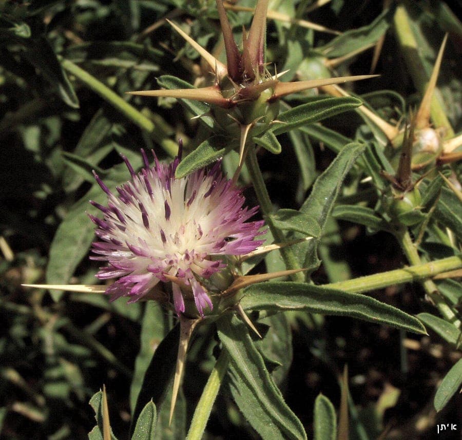 Purple flowers of Centaurea iberica in full bloom