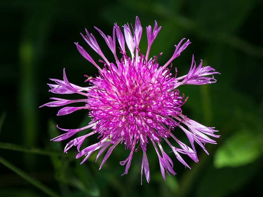 Purple-flowering Brown knapweed in a sunny meadow-style garden