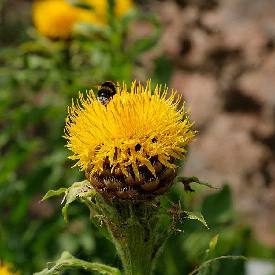 Centaurea macrocephala flower with large, round, golden-yellow flower head