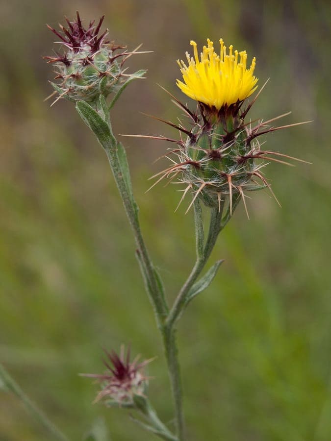 Centaurea melitensis flower with yellow florets and sharp thorns
