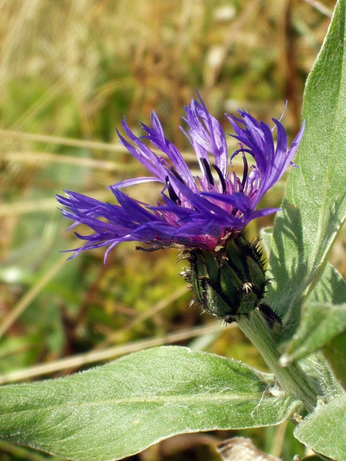 Mountain cornflower with bright blue flowers in full bloom