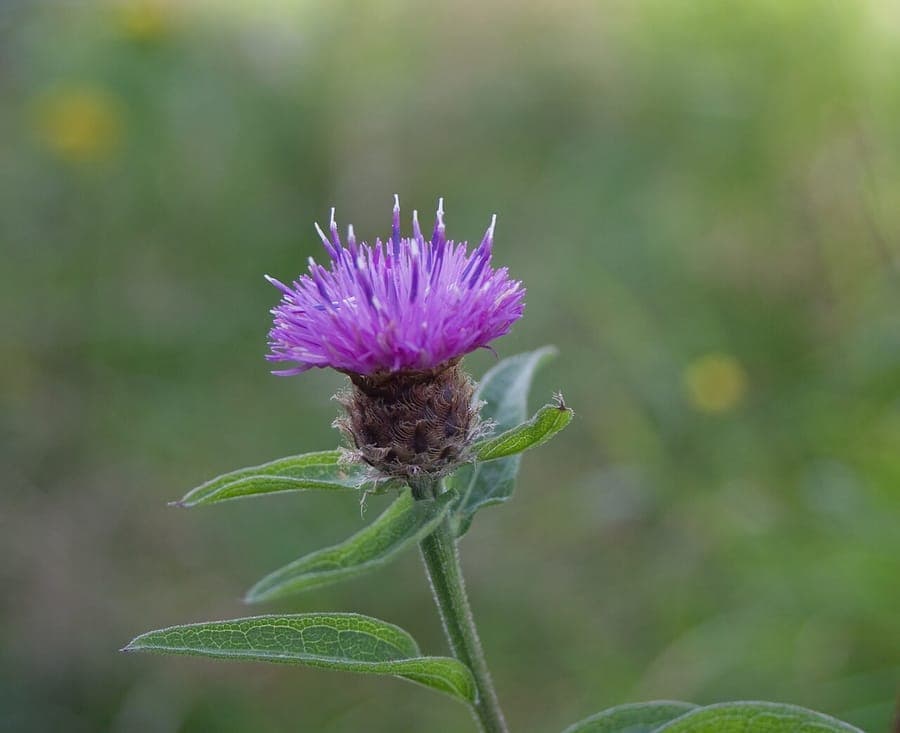 Centaurea nigra with deep purple flowers