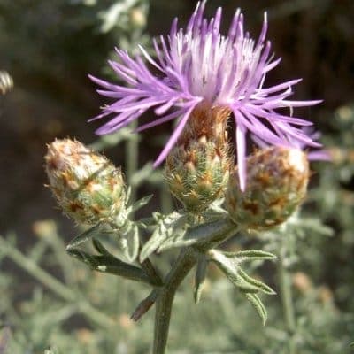 Rispen-Flockenblume mit violetten Blütenrispen in voller Blüte