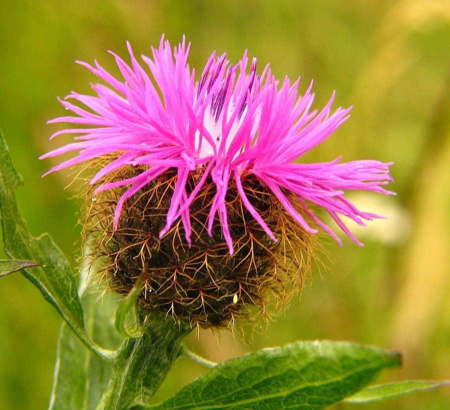 Plant afbeelding