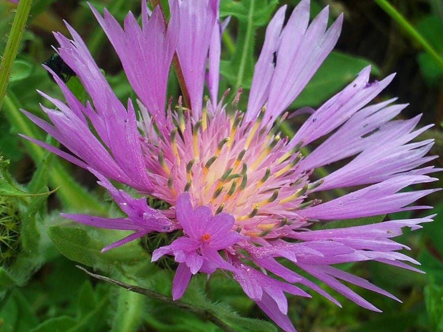Intensiv violette Blueten der Centaurea pullata in voller Blute