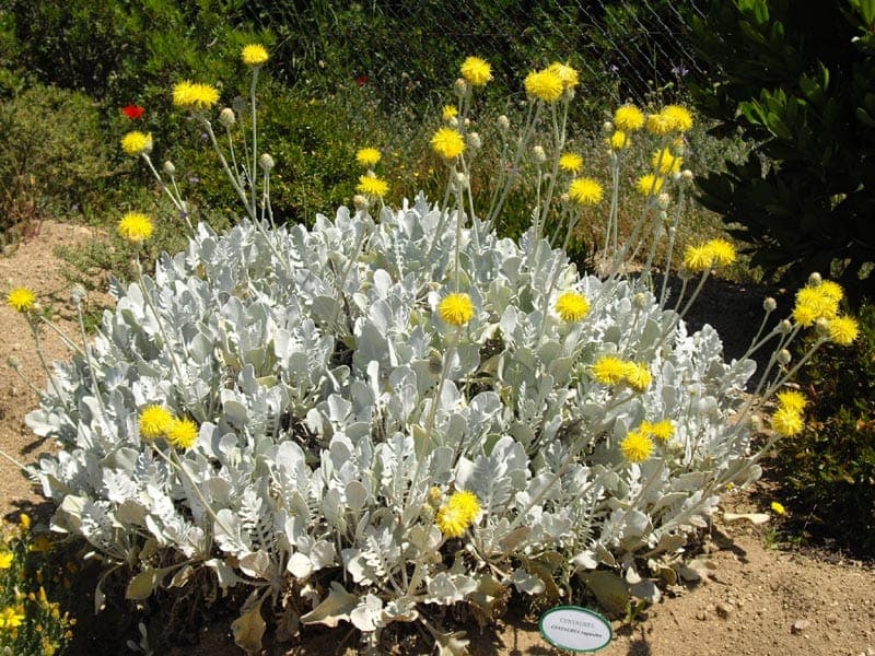 Centaurea ragusina - Ragusa Knapweed