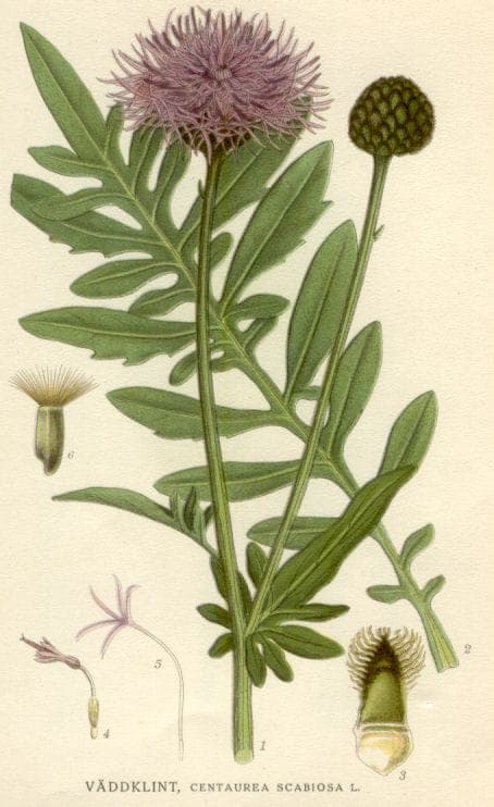 Centaurea scabiosa mit großen violetten Blütenköpfen