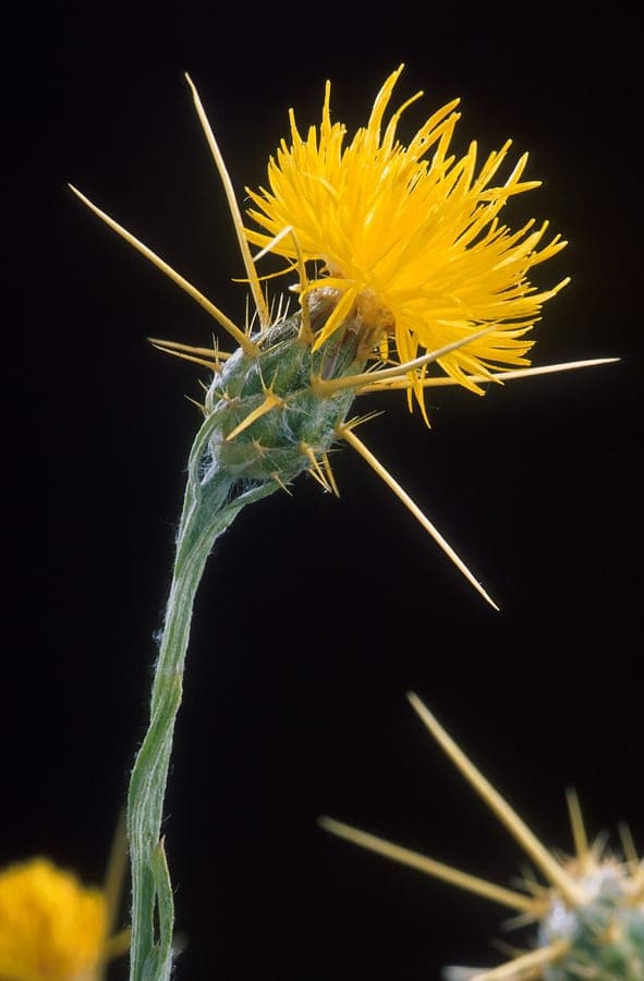 Centaurée du solstice en pleine floraison, avec ses capitules jaunes éclatants sur un terrain sec et ensoleillé.