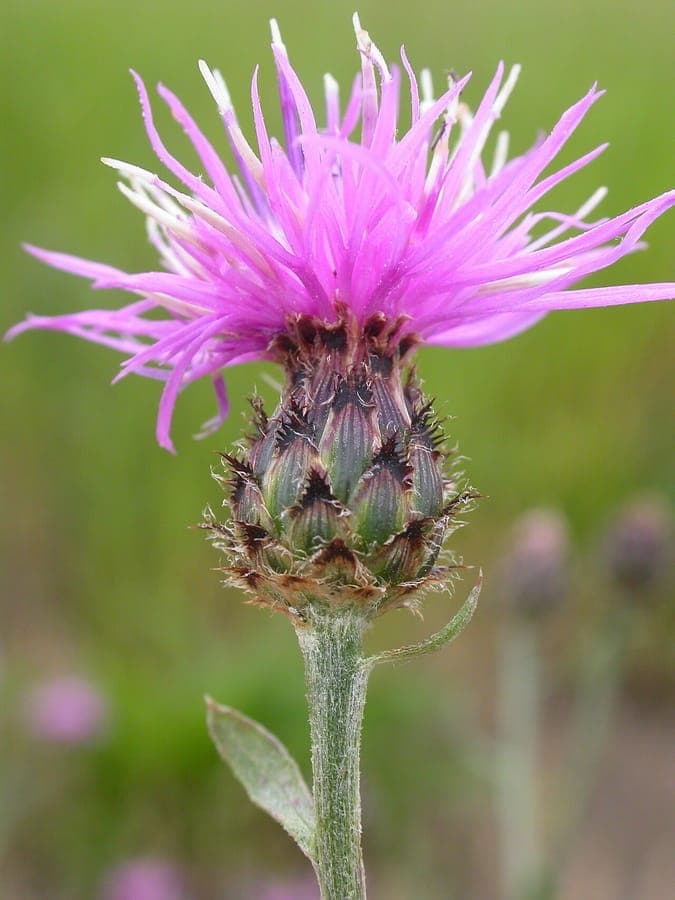 Rijncentaurie met paarsroze bloemen in een zonnige droge tuinhof