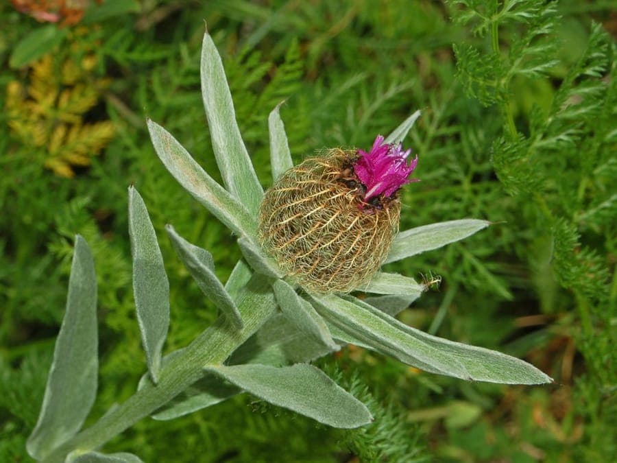Paarsroze bloemen van Centaurea uniflora