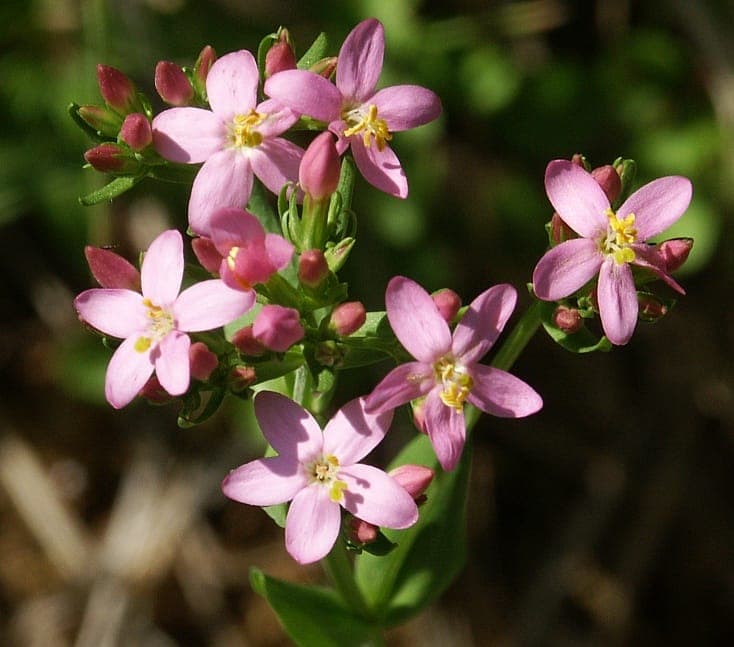 European centaury in full bloom, showing its vibrant purple star-shaped flowers on a sunny, dry garden slope