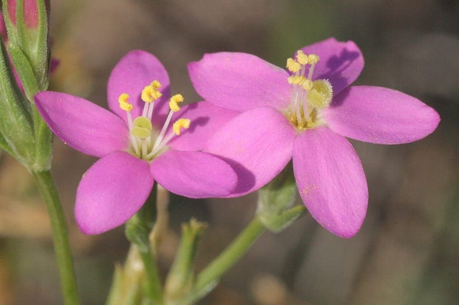 Érythrée du littoral en pleine floraison sur un sol sablonneux, avec de délicates fleurs pourpres en milieu d'été