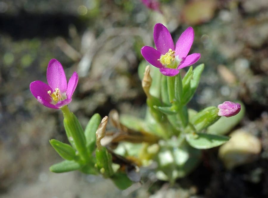 Kleines Tausendgüldenkraut in voller Blüte auf einer sonnigen Wiese mit zarten Stängeln und rosa Blütensternen