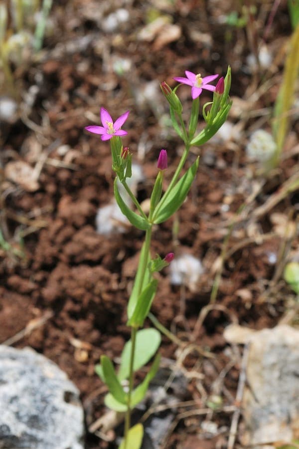 Centaurium tenuiflorum slender centaury with pink delicate flowers
