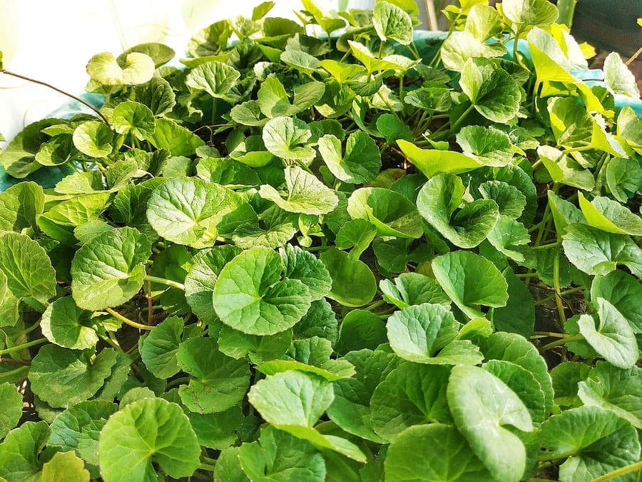 Centella asiatica - Asiatische Wasserpennig