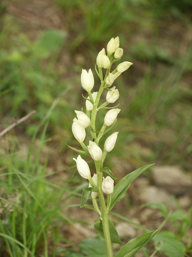 White helleborine blooming in dappled shade under deciduous trees, white flowers glowing in filtered light