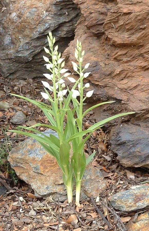 Cephalanthera longifolia weiße Blüten