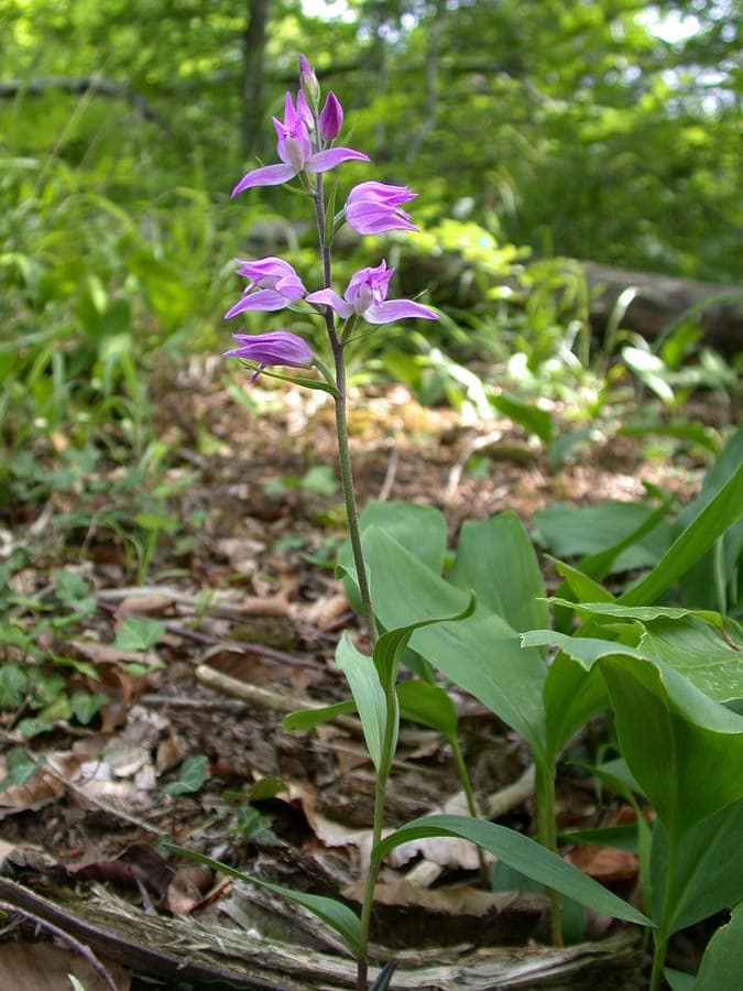 Cephalanthera rubra rode bloemen