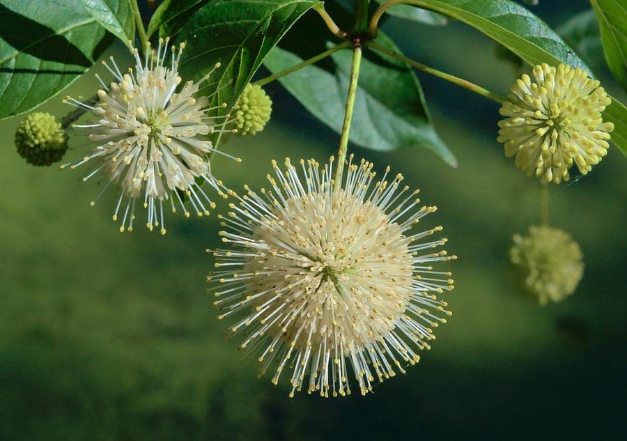Knopfbaum mit weißen Kugelblüten