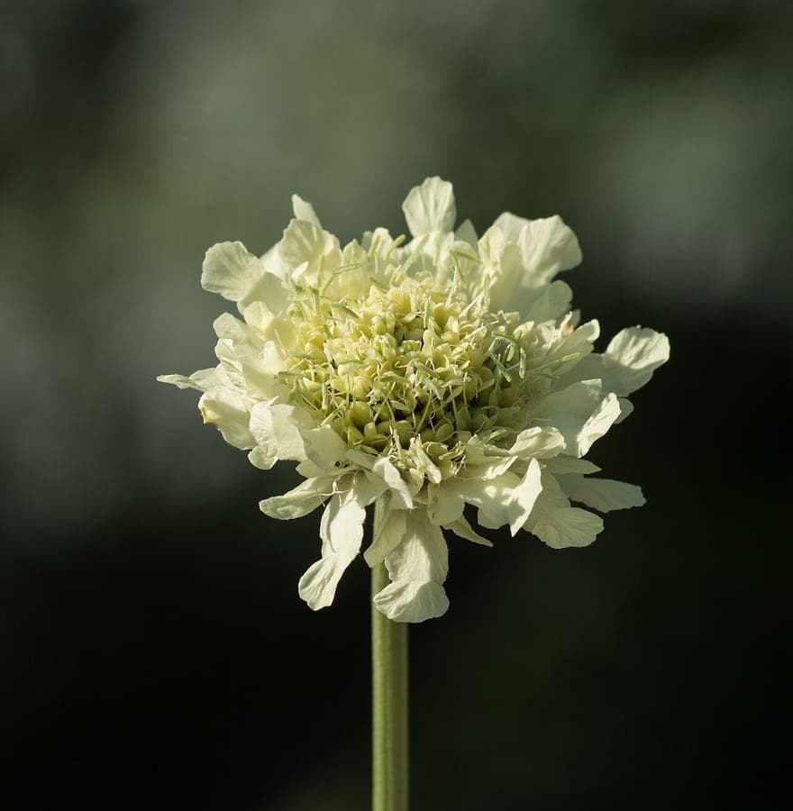 Scabieuse des Alpes aux fleurs jaunes