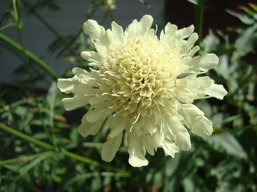 Cephalaria gigantea with yellow globe flowers