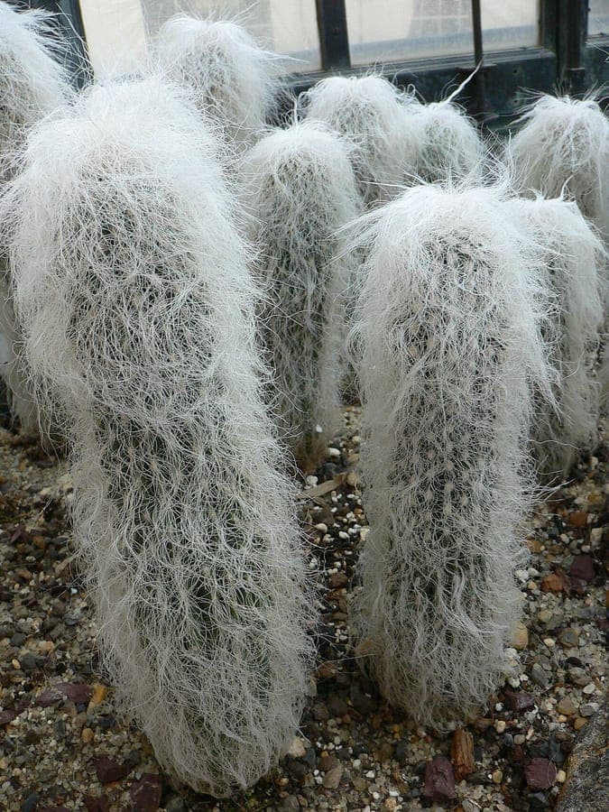 Vieux Moineau avec ses caractéristiques épines blanches ressemblant à des cheveux