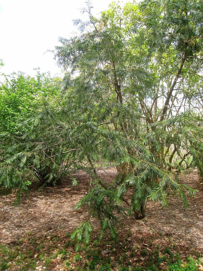 Fortune's Plum-yew with needles and red fruits