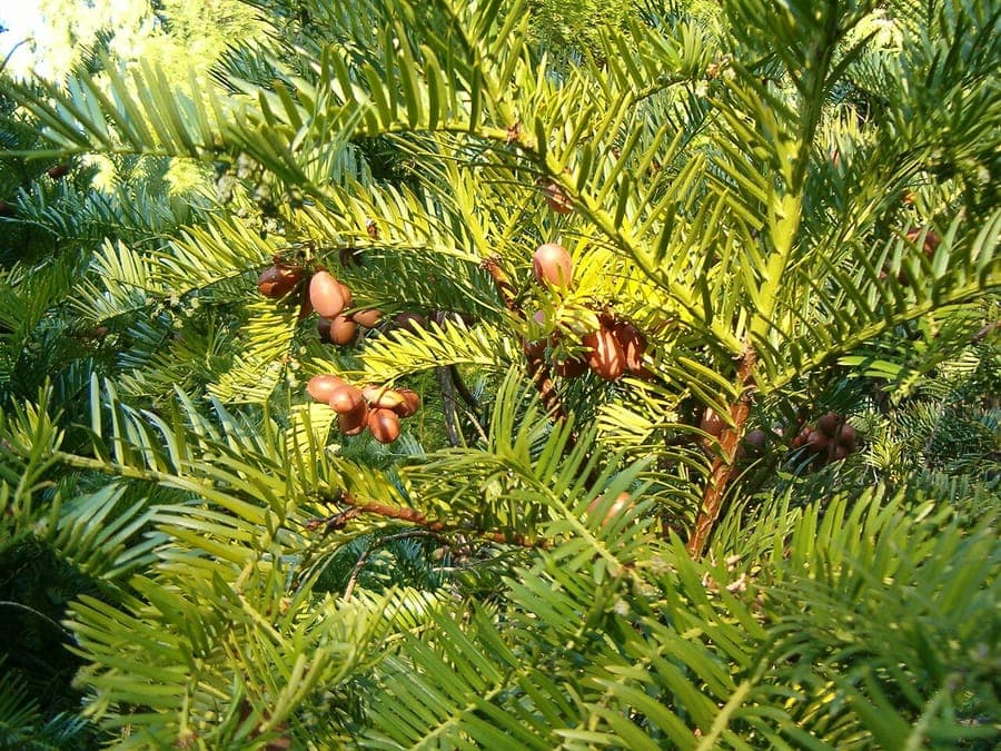 Harrington's plum yew (Cephalotaxus harringtonii) - fine-textured evergreen conifer with glossy needles