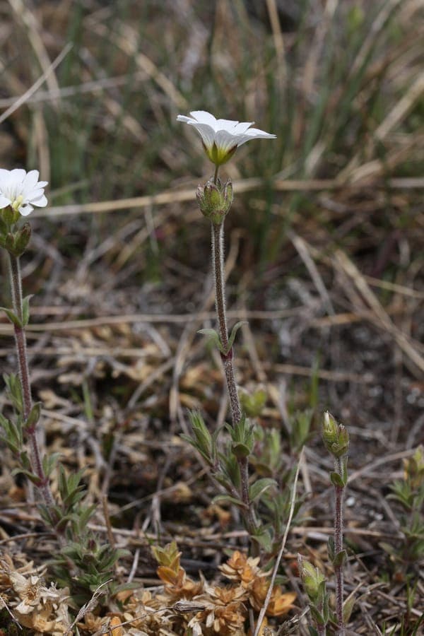 Cerastium arvense met witte bloemen