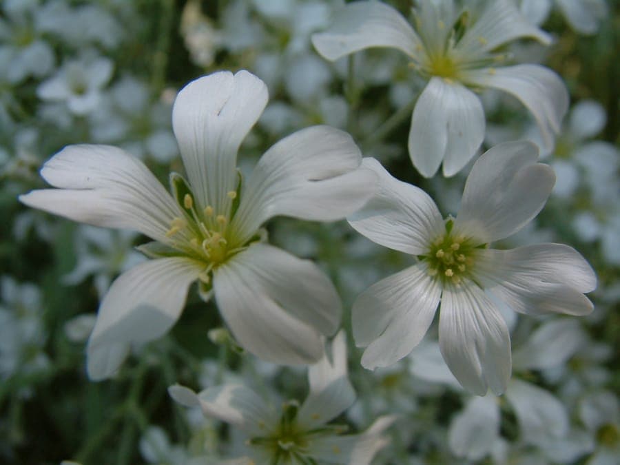 Corbeille-d'argent avec fleurs blanc argenté et feuillage gris
