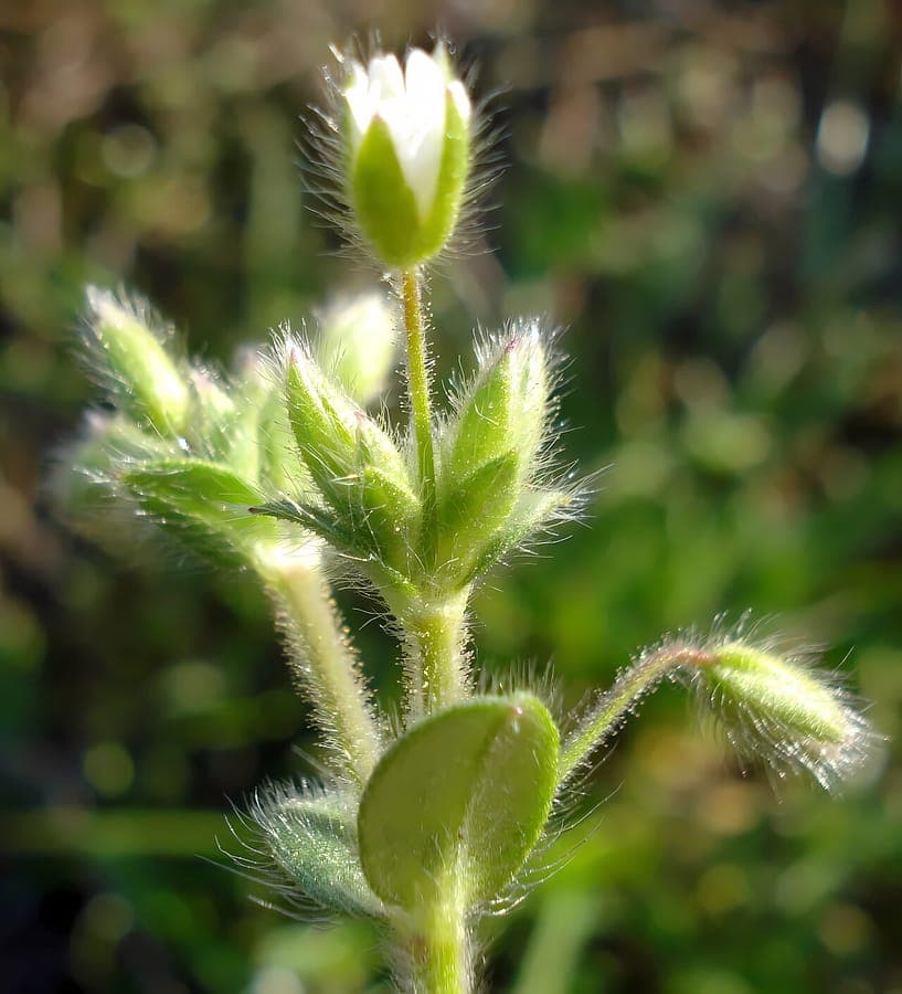 Gray chickweed in full bloom on a partially shaded garden spot