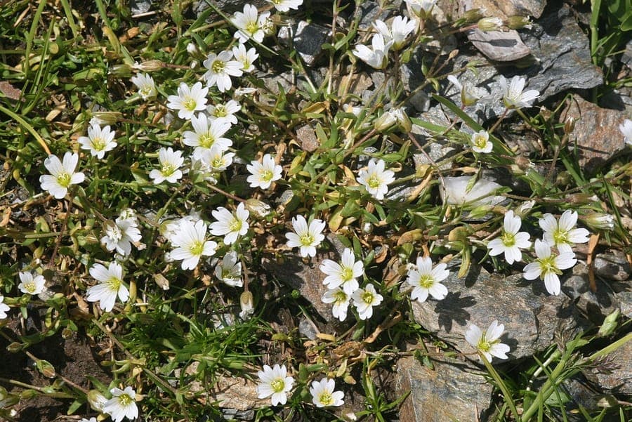 Cerastium cerastoides - zarte weisse Blüten auf niedrig wachsender behaarter Pflanze