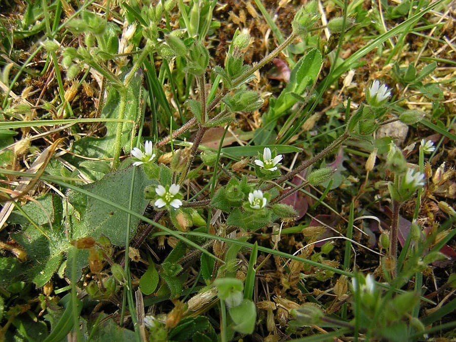 Fourstamen chickweed blooming in a woodland edge setting with dappled sunlight